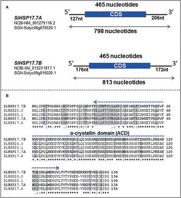 Ethylene and RIPENING INHIBITOR Modulate Expression of SlHSP17.7A, B Class I Small Heat Shock Protein Genes During Tomato Fruit Ripening